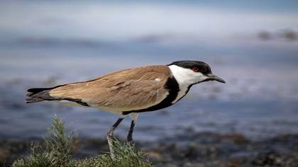 Mahmuzlu kızkuşu » Spur-winged Lapwing » Vanellus spinosus
