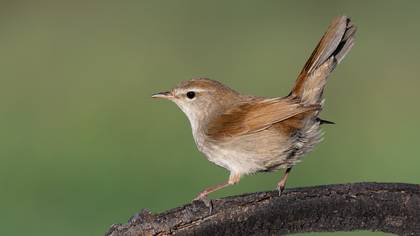 Kamışbülbülü » Cetti`s Warbler » Cettia cetti