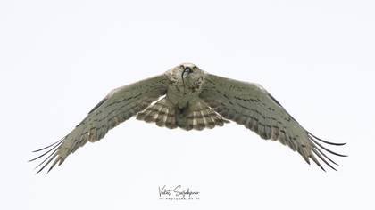 Yılan kartalı » Short-toed Snake Eagle » Circaetus gallicus