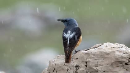 Taşkızılı » Common Rock Thrush » Monticola saxatilis