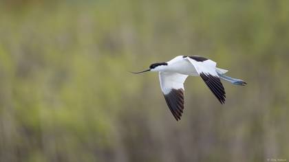 Kılıçgaga » Pied Avocet » Recurvirostra avosetta