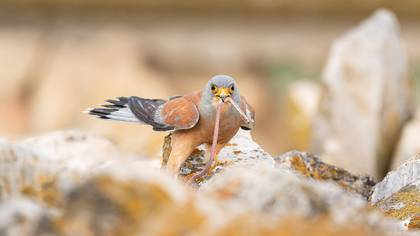 Küçük kerkenez » Lesser Kestrel » Falco naumanni