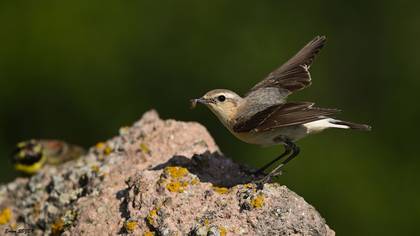 Kuyrukkakan » Northern Wheatear » Oenanthe oenanthe