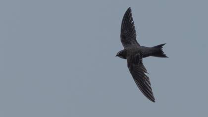 Boz ebabil » Pallid Swift » Apus pallidus