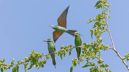 Yeşil arıkuşu » Blue-cheeked Bee-eater » Merops persicus