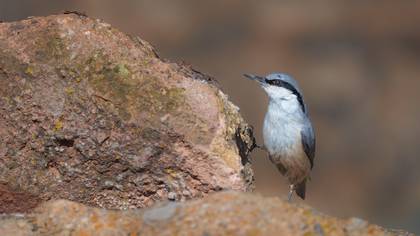 Kaya sıvacısı » Western Rock Nuthatch » Sitta neumayer