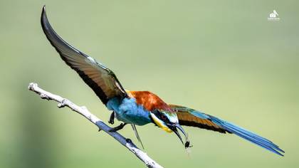 Arıkuşu » European Bee-eater » Merops apiaster