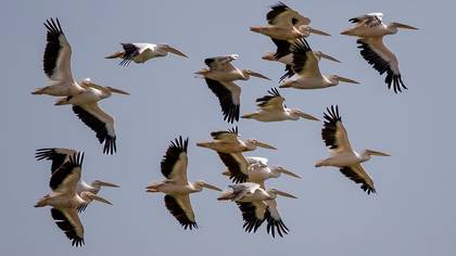 Ak pelikan » Great White Pelican » Pelecanus onocrotalus