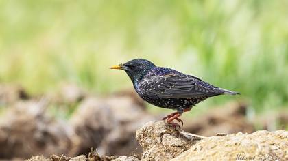 Common Starling