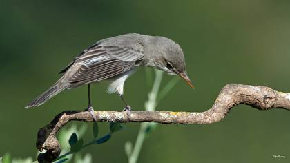 Zeytin mukallidi » Olive-tree Warbler » Hippolais olivetorum