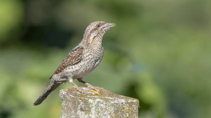 Boyunçeviren » Eurasian Wryneck » Jynx torquilla