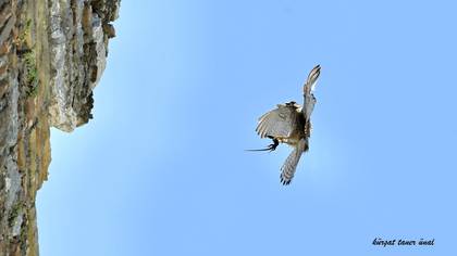 Kerkenez » Common Kestrel » Falco tinnunculus