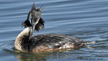 Bahri » Great Crested Grebe » Podiceps cristatus