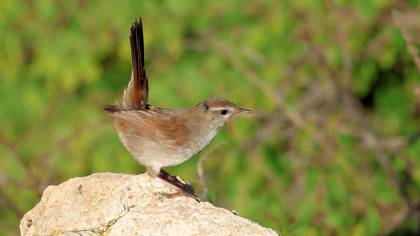 Kamışbülbülü » Cetti`s Warbler » Cettia cetti