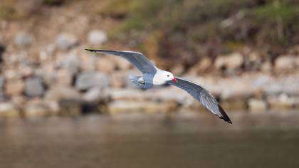 Ada martısı » Audouin`s Gull » Ichthyaetus audouinii