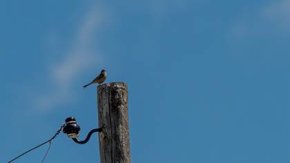 Radde`s Accentor