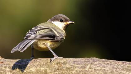 Büyük baştankara » Great Tit » Parus major