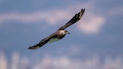 Korsanmartı » Parasitic Jaeger » Stercorarius parasiticus