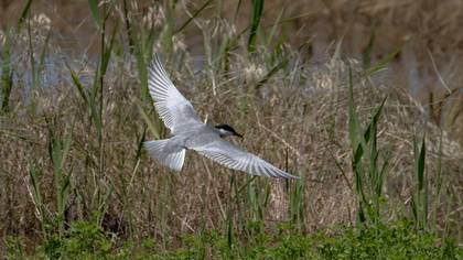 Bıyıklı sumru » Whiskered Tern » Chlidonias hybrida