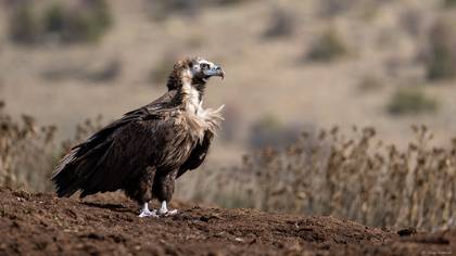Kara akbaba » Cinereous Vulture » Aegypius monachus