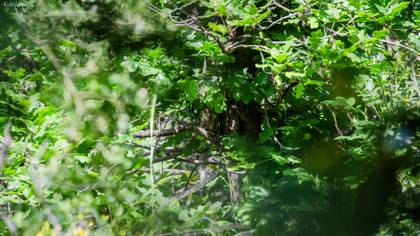 İshakkuşu » Eurasian Scops Owl » Otus scops