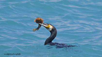 Karabatak » Great Cormorant » Phalacrocorax carbo