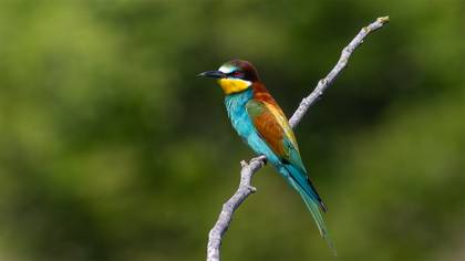 Arıkuşu » European Bee-eater » Merops apiaster