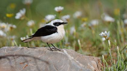 Karakulaklı kuyrukkakan » Black-eared Wheatear » Oenanthe melanoleuca
