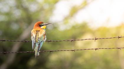 Arıkuşu » European Bee-eater » Merops apiaster