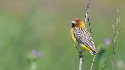 Kızılbaşlı kirazkuşu » Red-headed Bunting » Emberiza bruniceps