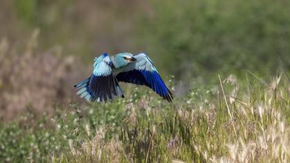 Gökkuzgun » European Roller » Coracias garrulus