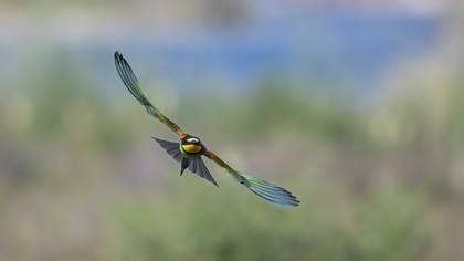 Arıkuşu » European Bee-eater » Merops apiaster