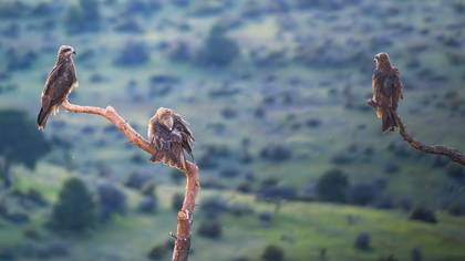 Kara çaylak » Black Kite » Milvus migrans