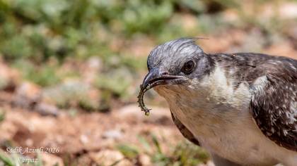 Tepeli guguk » Great Spotted Cuckoo » Clamator glandarius