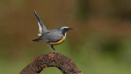 Taşbülbülü » White-throated Robin » Irania gutturalis