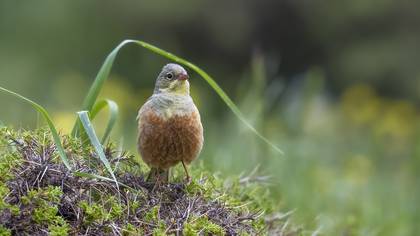 Kirazkuşu » Ortolan Bunting » Emberiza hortulana