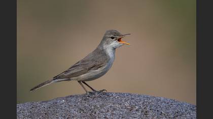 Upcher`s Warbler