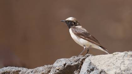 Karakulaklı kuyrukkakan » Black-eared Wheatear » Oenanthe melanoleuca