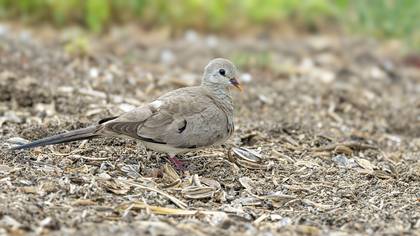 Kap kumrusu » Namaqua Dove » Oena capensis