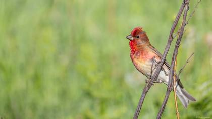 Çütre » Common Rosefinch » Carpodacus erythrinus