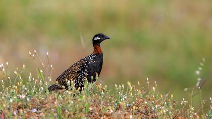Turaç » Black Francolin » Francolinus francolinus