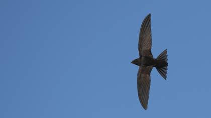 Ebabil » Common Swift » Apus apus