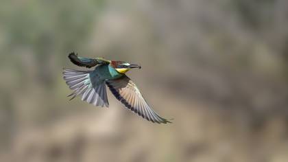 Arıkuşu » European Bee-eater » Merops apiaster