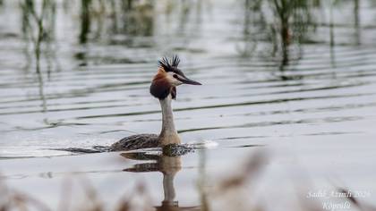 Bahri » Great Crested Grebe » Podiceps cristatus