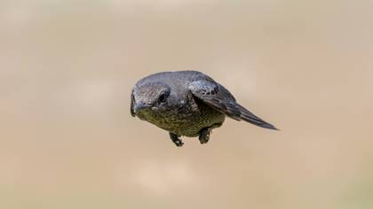 Gökardıç » Blue Rock Thrush » Monticola solitarius