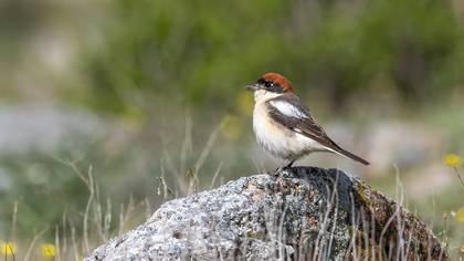Kızılbaşlı örümcekkuşu » Woodchat Shrike » Lanius senator