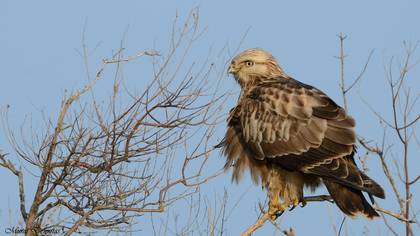 Paçalı şahin » Rough-legged Buzzard » Buteo lagopus