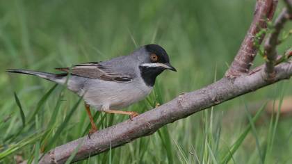 Karaboğazlı ötleğen » Rüppell`s Warbler » Sylvia ruppeli