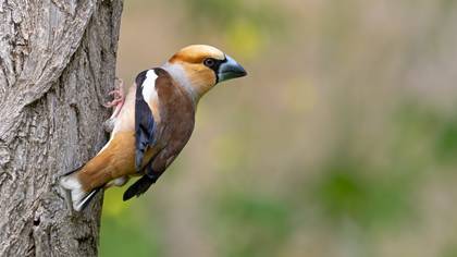 Kocabaş » Hawfinch » Coccothraustes coccothraustes