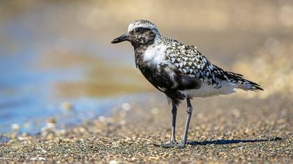Gümüş yağmurcun » Grey Plover » Pluvialis squatarola